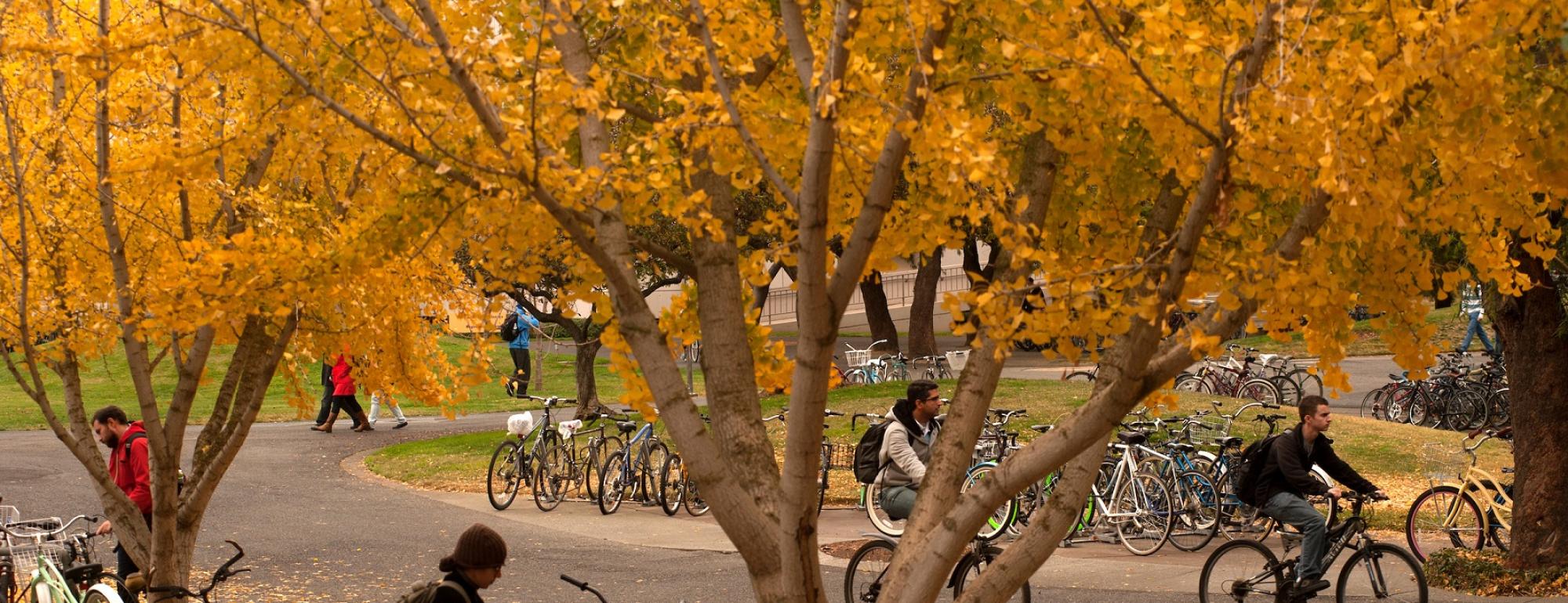 trees with fall yellow leaves and students on bikes