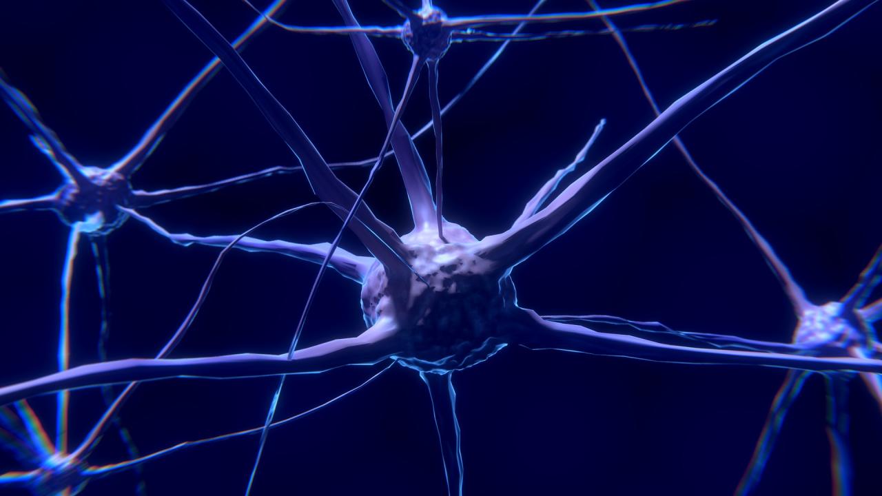 neuron 3d image
