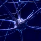 neuron 3d image 